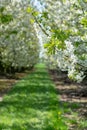 Spring blossom of cherry trees in orchard, fruit region Haspengouw in Belgium