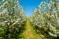 Spring blossom of cherry trees in orchard, fruit region Haspengouw in Belgium