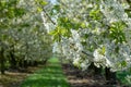 Spring blossom of cherry trees in orchard, fruit region Haspengouw in Belgium