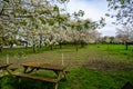 Spring blossom of cherry trees in orchard, fruit region Haspengouw in Belgium, nature landscape