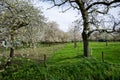 Spring blossom of cherry trees in orchard, fruit region Haspengouw in Belgium, nature landscape