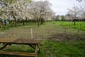 Spring blossom of cherry trees in orchard, fruit region Haspengouw in Belgium, nature landscape