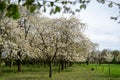 Spring blossom of cherry trees in orchard, fruit region Haspengouw in Belgium, nature landscape