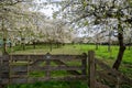 Spring blossom of cherry trees in orchard, fruit region Haspengouw in Belgium, nature landscape