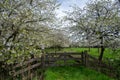 Spring blossom of cherry trees in orchard, fruit region Haspengouw in Belgium, nature landscape