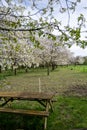 Pink blossom of apple fruit trees in springtime in farm orchards in sunny day, Betuwe, Netherlands Royalty Free Stock Photo
