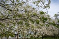 Spring blossom of cherry trees in orchard, fruit region Haspengouw in Belgium, nature landscape