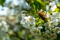 Spring blossom of cherry trees in orchard, fruit region Haspengouw in Belgium