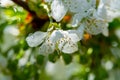 Spring blossom of cherry trees in orchard, fruit region Haspengouw in Belgium