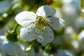 Spring blossom of cherry trees in orchard, fruit region Haspengouw in Belgium