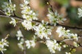 Spring blossom Royalty Free Stock Photo