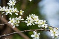 Spring blossom Royalty Free Stock Photo