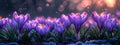 Spring Blossom: Elegant Crocus Vector with Bright Atmosphere and Versatile Layout