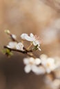 Spring blossom flower with dew drops Royalty Free Stock Photo