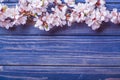 Spring blossom flowers apricot on blue wooden background