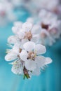 Spring blossom flowers apricot on blue wooden background