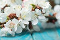 Spring blossom flowers apricot on blue wooden background