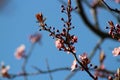 Spring blossom fragrant and new