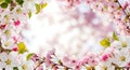 Spring Blossom Frame with Copy Space Royalty Free Stock Photo