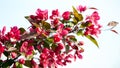 Spring blossom of fruit garden, blooming branches with beautiful colorful petals Royalty Free Stock Photo