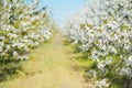 Spring blossom garden background. Sunny day in country. Beautiful nature scene with blooming tree. Cherry fruits. Faming