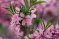 Spring blossom garden cherry blossom with pink flowers on green blurred background in garden setting, close-up. Royalty Free Stock Photo