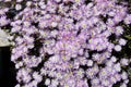 Spring, Blossom Garden, Purple, White and Yellow Flowers, Succulent Plant Royalty Free Stock Photo