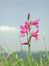 Gladiolus italicus purple inflorescence Royalty Free Stock Photo