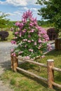 Spring blossom lilac bush and wooden village fence. Garden design Royalty Free Stock Photo