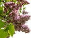 Spring blossom lilac flowers isolate. Floral romantic image spring nature