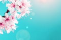 Spring blossom. May flowers and April floral nature on blue background. Branches of blossoming apricot macro with soft Royalty Free Stock Photo