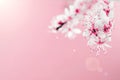 Spring blossom. May flowers and April floral nature on pink background. Branches of blossoming apricot macro with soft Royalty Free Stock Photo