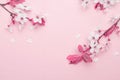 Spring blossom. May flowers and April floral nature on pink background. Branches of blossoming apricot macro with soft Royalty Free Stock Photo