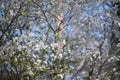 Spring blossom of mirabelle plum Royalty Free Stock Photo