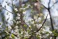 Spring blossom of mirabelle plum Royalty Free Stock Photo