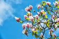 Spring blossom, nature, beauty Royalty Free Stock Photo