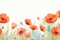 Spring blossom nature red illustration watercolor floral summer poppy plant background Royalty Free Stock Photo