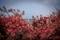 Spring Blossom In Old Jaffa, Israel Royalty Free Stock Photo