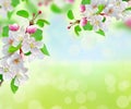 Spring blossom over bright nature background