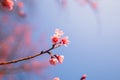 Spring blossom pink flowers Beautiful nature Royalty Free Stock Photo