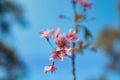 Spring blossom pink flowers Beautiful nature Royalty Free Stock Photo