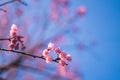 flower Spring blossom pink flowers Beautiful nature Royalty Free Stock Photo