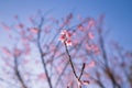 Spring blossom pink flowers Beautiful nature Royalty Free Stock Photo