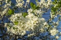 Spring blossom of the prune in garden Royalty Free Stock Photo