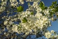 Spring blossom of the prune in garden Royalty Free Stock Photo