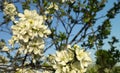 Spring blossom of the prune in garden Royalty Free Stock Photo