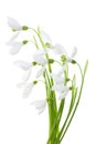 Spring blossom snowdrop flowers on green stem isolated on white background Royalty Free Stock Photo