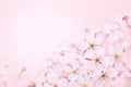 Spring blossom/springtime cherry bloom