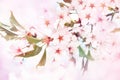 Spring blossom/springtime cherry bloom, bokeh flower background