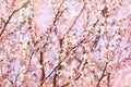 Spring blossom/springtime cherry bloom